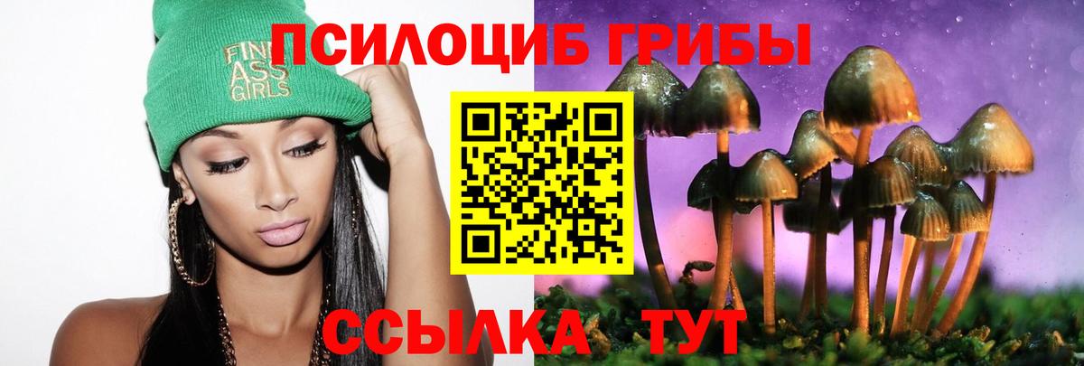Псилоцибиновые грибы Psilocybe Великий Новгород
